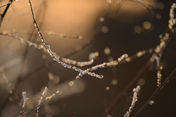 frozen tree branches at sunset - Powered by Adobe