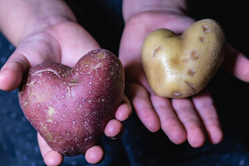 Heart shape potato, love concept, healthy food and medical concept