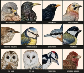 collection d'illustrations et portraits d'oiseaux dansz un style dessin aquarelle avec les noms et espèces en latin sur fond beige