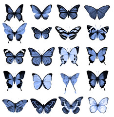 Obraz premium collection de papillon graphique bleu isolé sur fond blanc