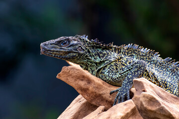 Hydrosaurus weberi on a tree branch