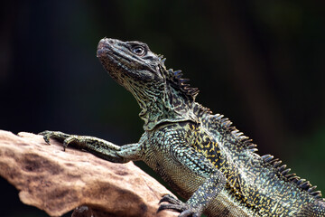 Hydrosaurus weberi on a tree branch