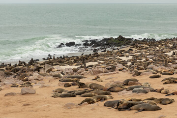 Fototapeta na wymiar Cape fur seals, in one of the largest colonies of its kind, rest along the Skeleton Coast of Namibia.