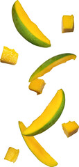 falling mango fruit