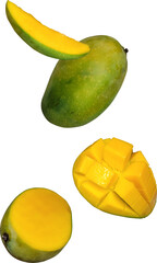 falling mango fruit