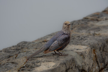 red winged starling placed on a low wall on Table Mountain in Cape Town, South Africa.