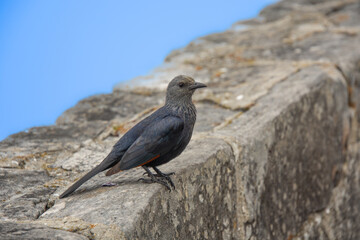 red winged starling placed on a low wall on Table Mountain in Cape Town, South Africa.
