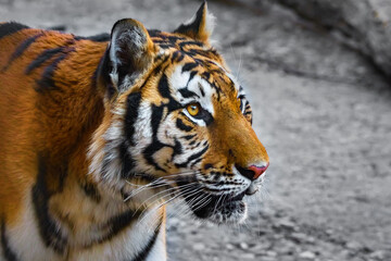 Close-up of a Siberian tiger - 705058023