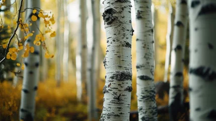 Foto op Aluminium A picturesque grove of white birch trees adorned with vibrant yellow leaves. Perfect for autumn-themed projects and nature-inspired designs © Fotograf