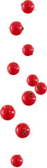 flying red currant