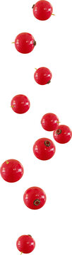 flying red currant