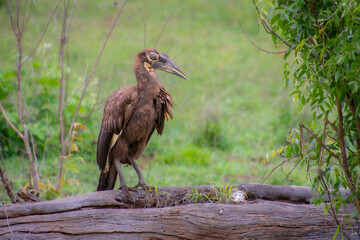 southern ground hornbill perched on a tree trunk in the Kruger Park in South Africa