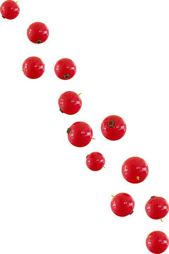 red currant