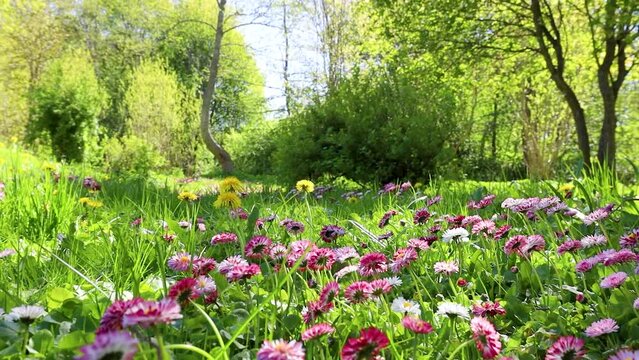 Video of meadow with lots of white and pink spring daisy flowers and yellow dandelions in sunny day. Nature floral background in early summer with fresh green grass.