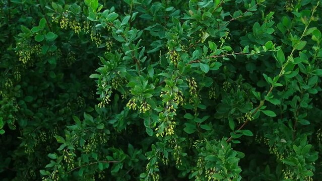 Shrub with green leaves of barberry thunberg and fruits at summer. Berries of berberis on a branch close up. Easy movement from the wind. Darwin's barberry branch with buds of flowers. Shadow garden