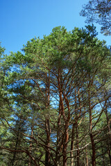 Bottom view of tall old trees in evergreen primeval forest of nature reserve. Curonian spit, russia. Blue sky in background.