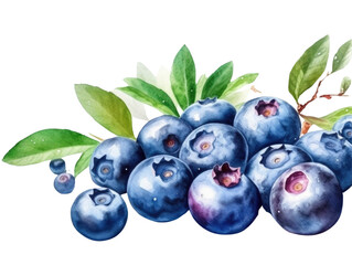Fototapeta premium A watercolor painting of a cluster of blueberries on a branch with green leaves, detailed and vibrant against a white background