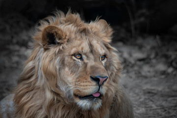 Close-up of a Lion King - 705059449