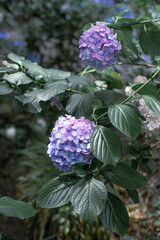 紫の紫陽花