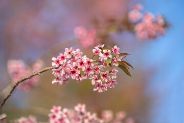 Wild Himalayan Cherry or Thailand's Cherry Blossom at Phu Lom Lo, Phu Hin Rong Kla National Park in Phitsanulok,thailand