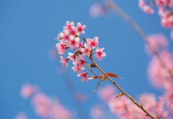 Wild Himalayan Cherry or Thailand's Cherry Blossom at Phu Lom Lo, Phu Hin Rong Kla National Park in...