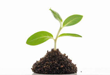 Tiny, single green stem emerging from a pile of dry, brown dirt. The stem has a few small leaves at the top.