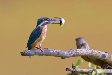 The common kingfisher (Alcedo atthis) with its prey