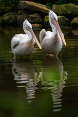Portrait of two pelicans - 705061268