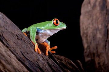 A red-eyed tree frog climbs a tree