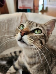Gato en su cama