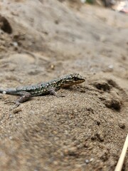 Lagartija 