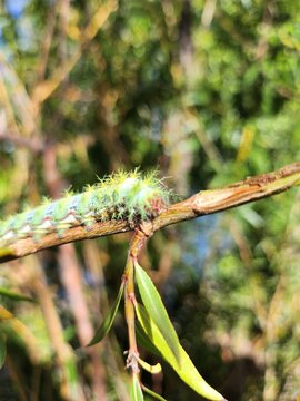Cuncuna (Ormiscodes amphimone) 