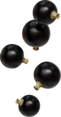 falling blackcurrant berries