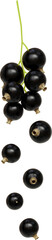black currant