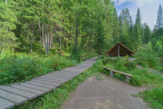 Wooden roof canopy in the forest in summer.