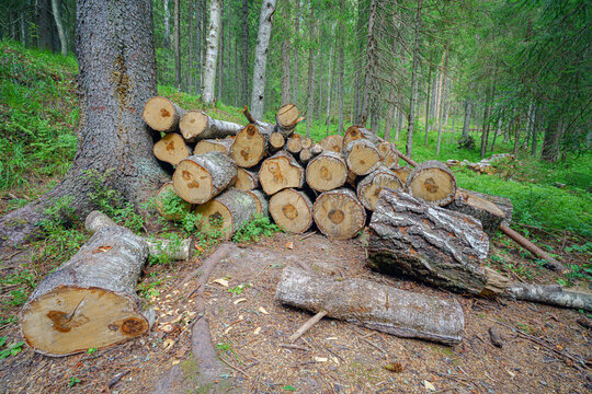 Sawn logs in the summer forest.