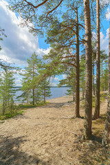 Pine trees on the sandy shore of the lake.