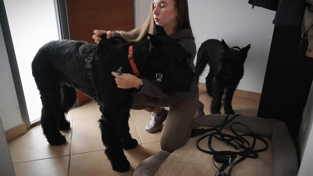 Blonde young woman put the harness on the giant schnauzer black dog at home and puppy is looking 