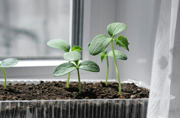 Cucumber seedlings in container on windowsill. Young sprouts of cucumber plant close up.