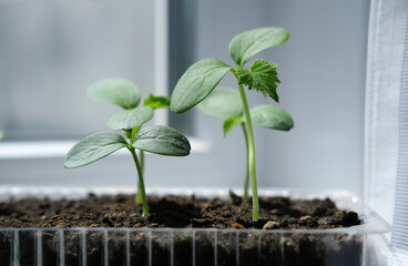 Cucumber seedlings in container on windowsill. Young sprouts of cucumber plant close up.