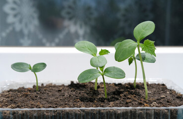 Cucumber seedlings in container on windowsill. Young sprouts of cucumber plant close up.