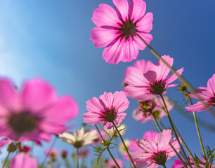 Beautiful pink cosmos flowers in nature and bright sky