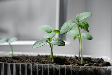 Cucumber seedlings in container on windowsill. Young sprouts of cucumber plant close up. - obrazy, fototapety, plakaty