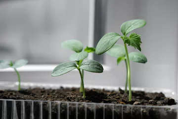 Fototapeten Cucumber seedlings in container on windowsill. Young sprouts of cucumber plant close up. © Geparda