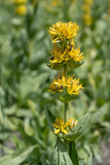 Gelber Enzian, Appenzell, Schweiz