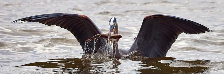 Great blue heron successfully catching a fish neck deep in water with wings open