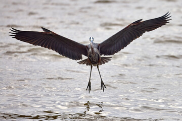 Great blue heron flying toward the camera about to land in the water with wings wide open