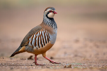 Red-legged Partridge - Alectoris rufa, beautiful colored ground bird from the pheasant family living in European fields and meadows, Andalusia, Spain.