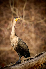 Cormorant basking in the sun on a log in winter