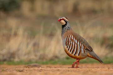 Red-legged Partridge - Alectoris rufa, beautiful colored ground bird from the pheasant family living in European fields and meadows, Andalusia, Spain.